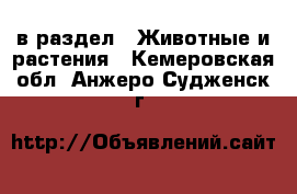  в раздел : Животные и растения . Кемеровская обл.,Анжеро-Судженск г.